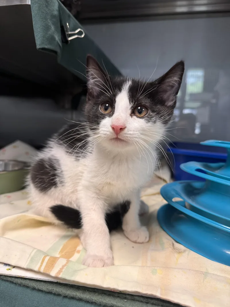 A baby medium-sized female Black Domestic Short Hair cat named Calliope for adoption in Midland, MI