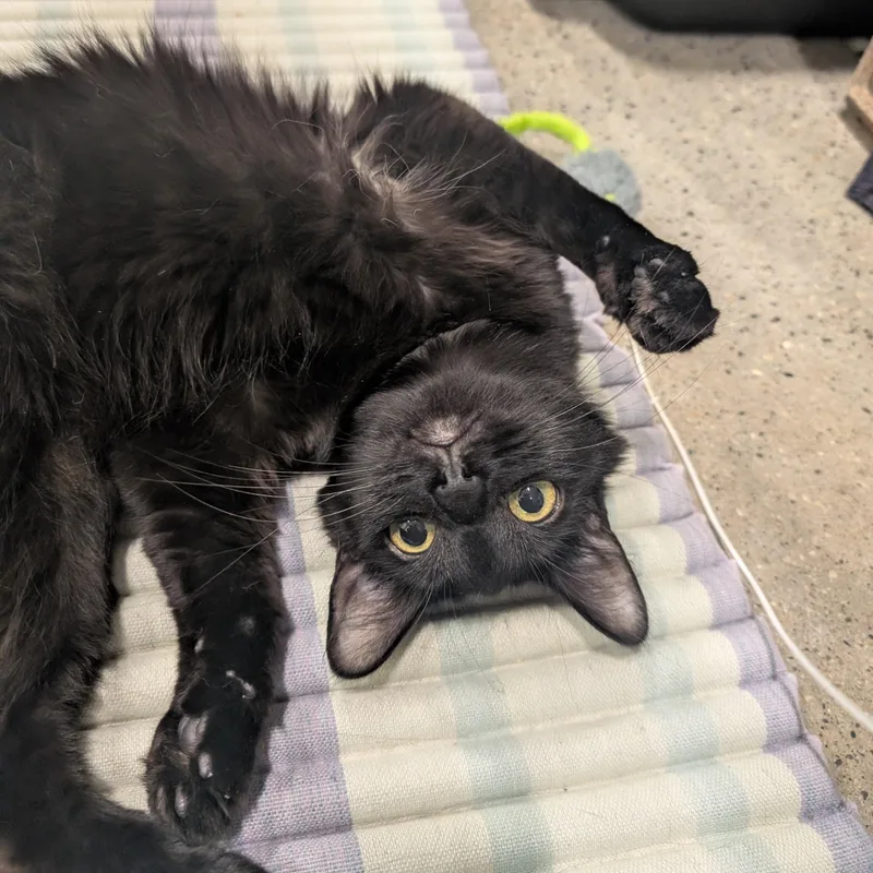 A young small-sized female Black Domestic Medium Hair cat named Porsche for adoption in Columbus, OH