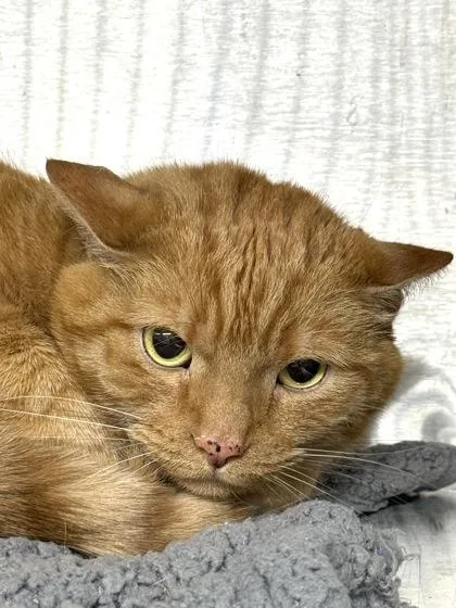 A senior large-sized female Domestic Short Hair cat named Sora for adoption in West Chester, PA