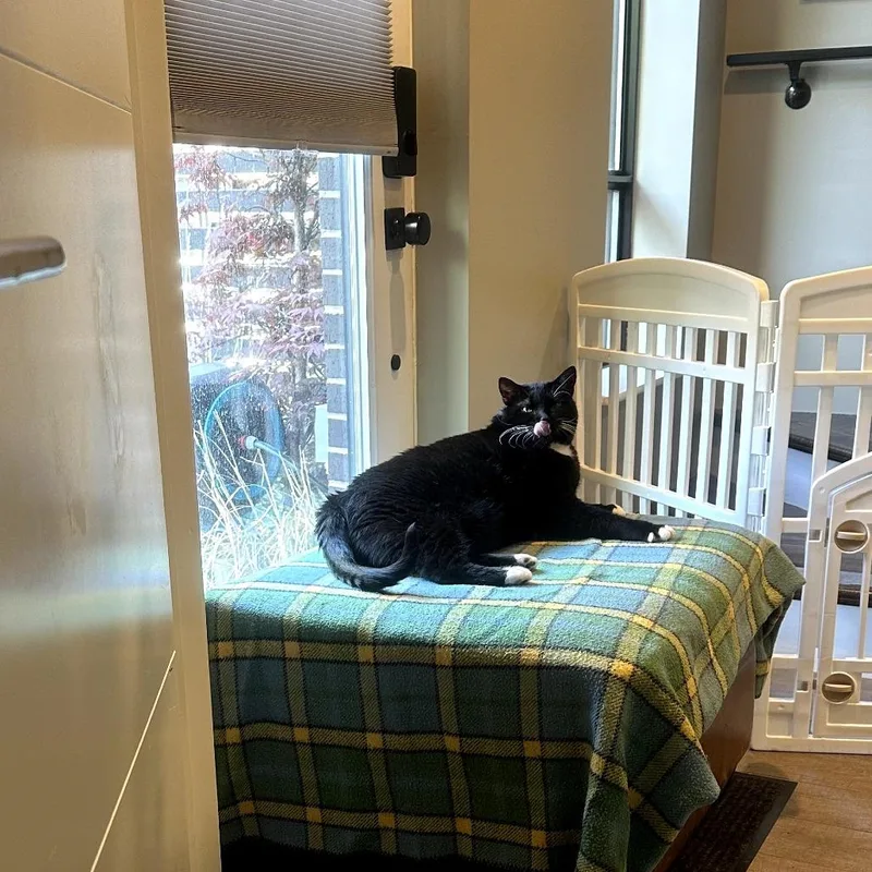 A senior extra large-sized female Black Domestic Short Hair cat named Nez for adoption in Chicago, IL