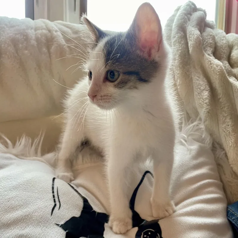 A baby small-sized male White Domestic Short Hair cat named Jon B. for adoption in La Grange, KY