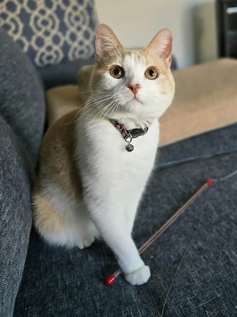 Mimolette thumbnail 2