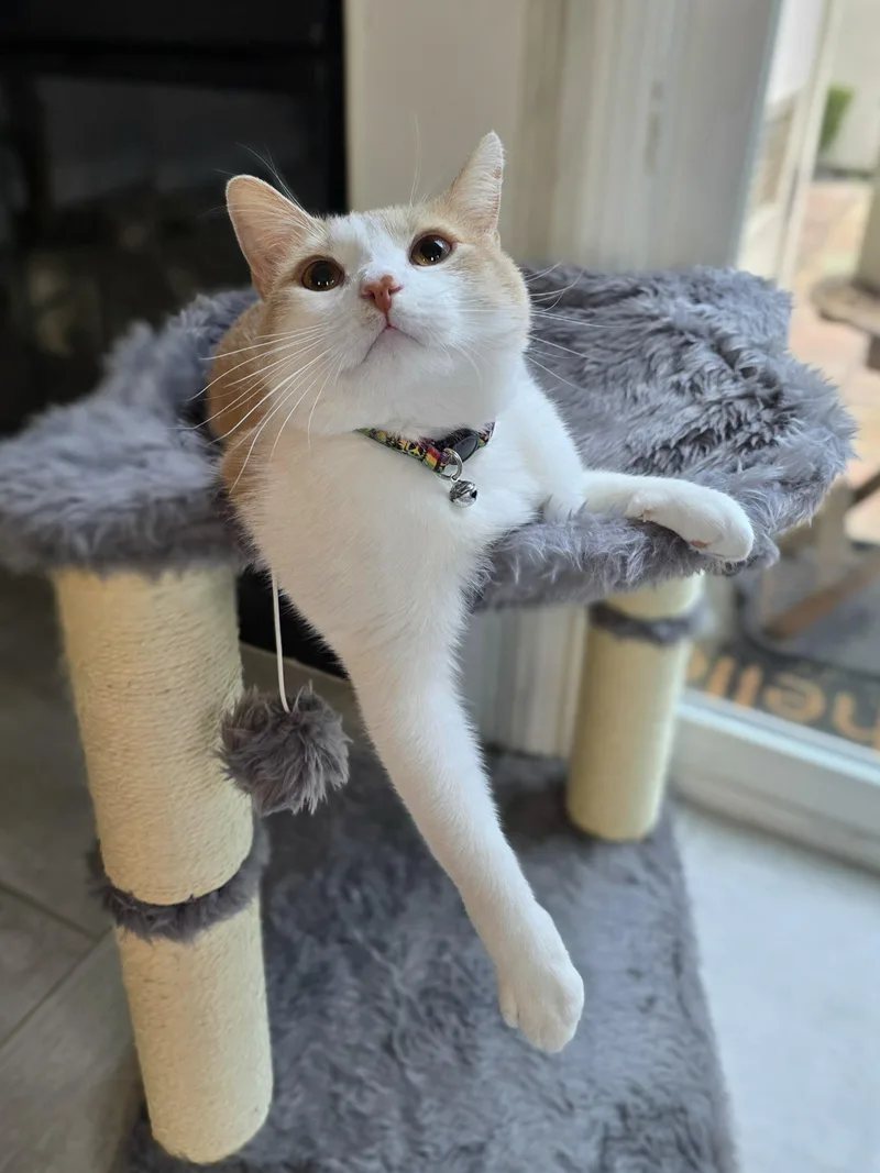 Mimolette thumbnail 3