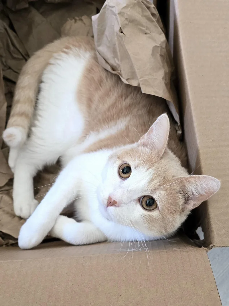 Mimolette thumbnail 4