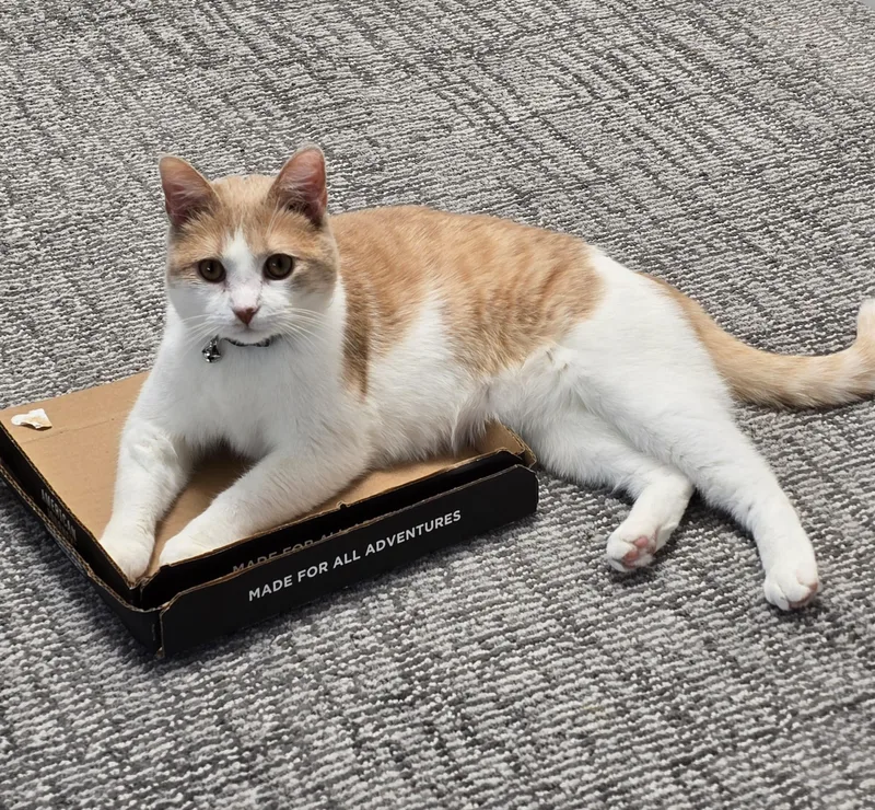 Mimolette thumbnail 5