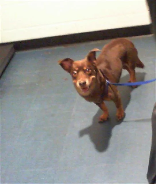 An adult small-sized female Mixed Breed dog named Vienna for adoption in Charlotte, NC