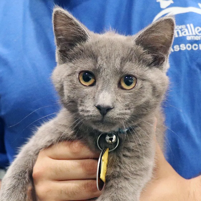 A baby small-sized male Domestic Short Hair cat named Stitch for adoption in Port Washington, NY