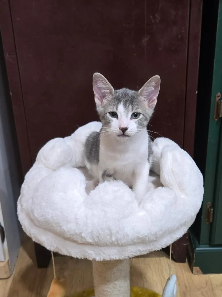 A baby medium-sized male Domestic Short Hair cat named Jazz for adoption in Lancaster, PA