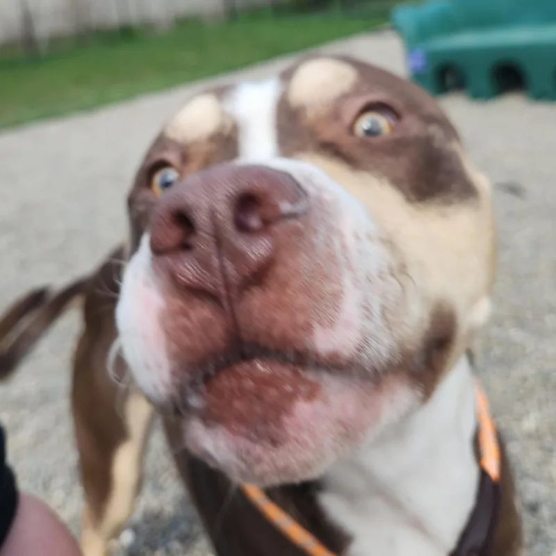 A young large-sized male Brown / Chocolate Pit Bull Terrier dog named King Kong for adoption in Fort Wayne, IN