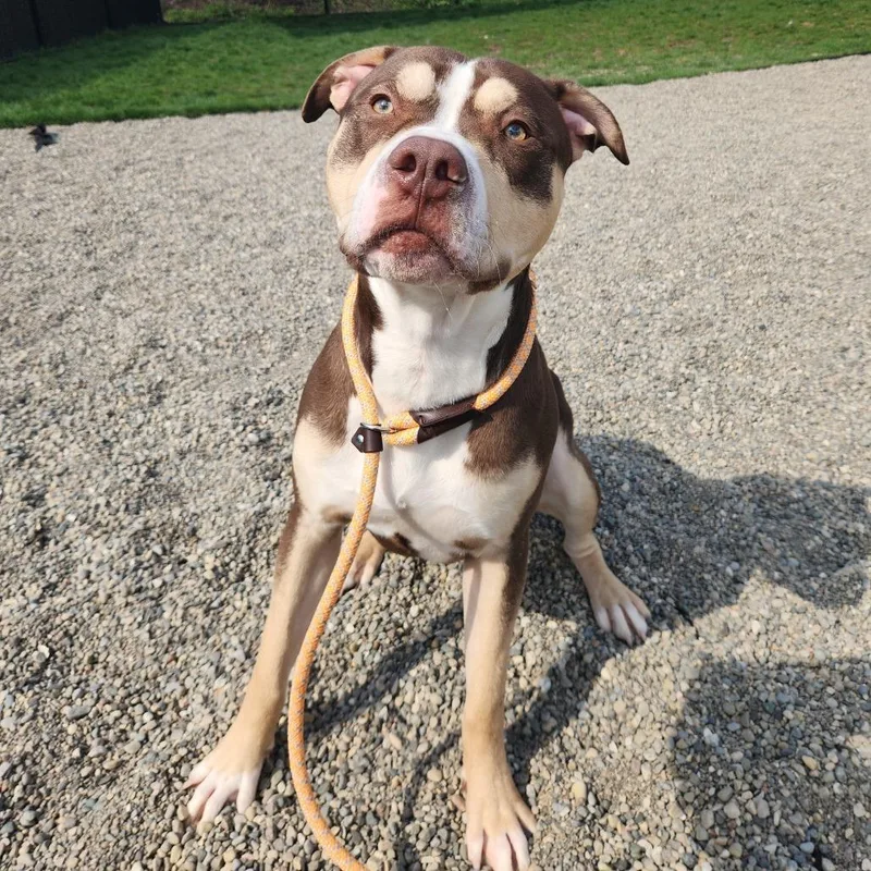 King Kong thumbnail 2