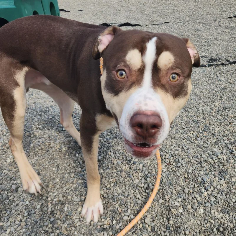 King Kong thumbnail 3