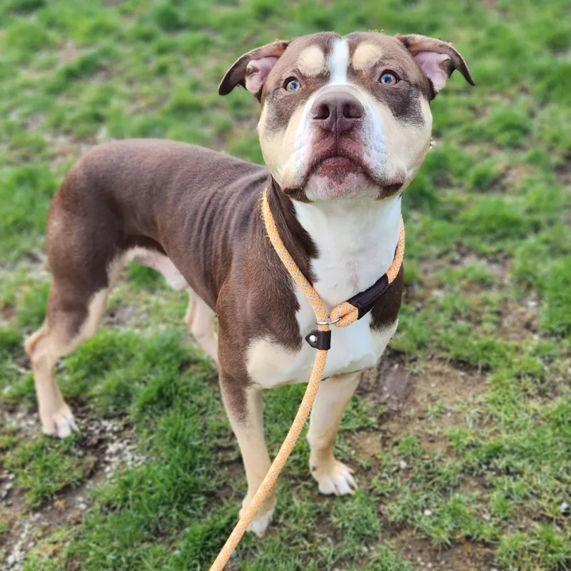 King Kong thumbnail 5