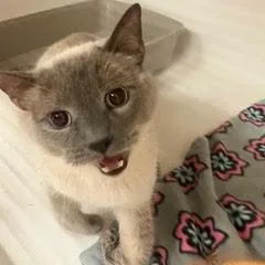 An adult medium-sized male Siamese cat named Milo for adoption in Green Valley, AZ