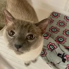 Milo thumbnail 2
