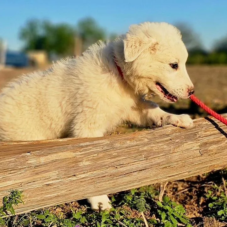 Maverick Ci thumbnail 2