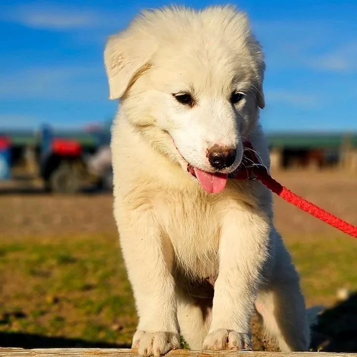 A baby large-sized male White / Cream Great Pyrenees dog named Maverick Ci for adoption in Austin, TX