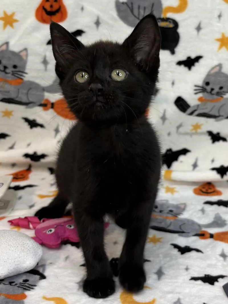 A baby medium-sized female Domestic Short Hair cat named Marlow for adoption in Wetumpka, AL