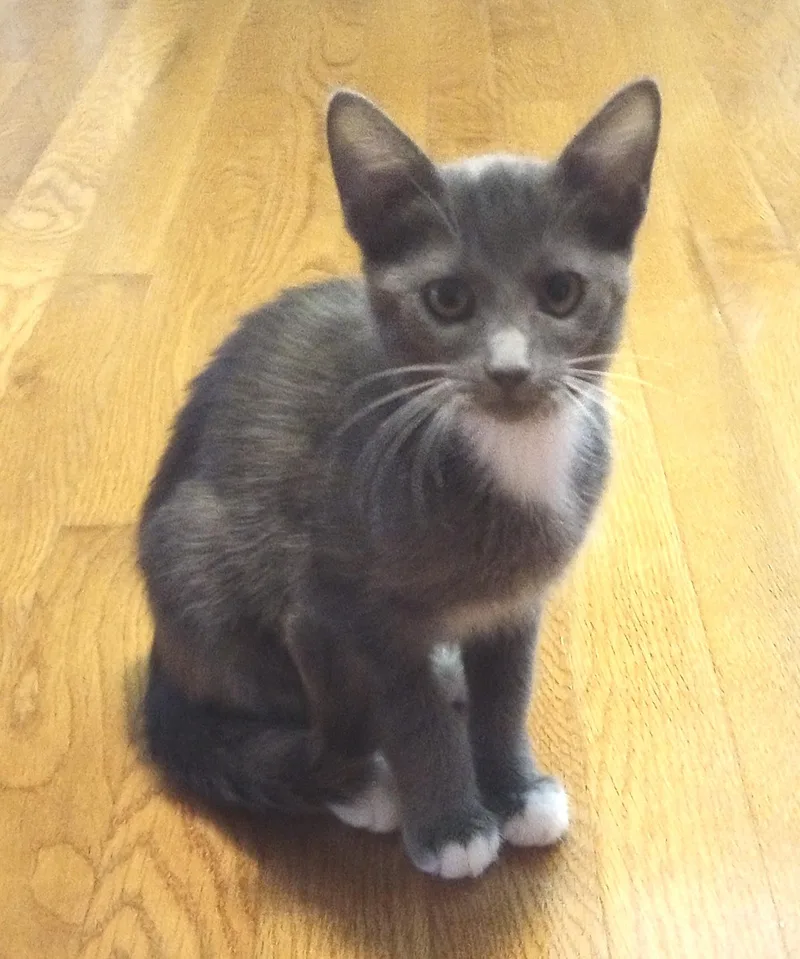A baby medium-sized female Gray / Blue / Silver Domestic Short Hair cat named Petal for adoption in Smithfield, NC