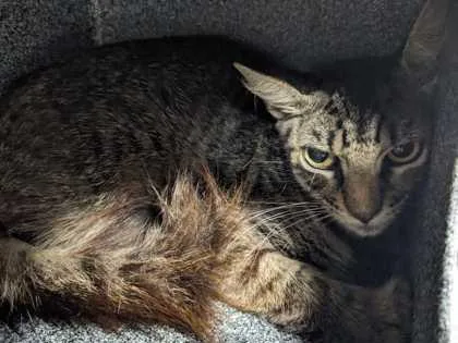 A young medium-sized female Domestic Short Hair cat named Caesar Salad for adoption in Daytona Beach, FL