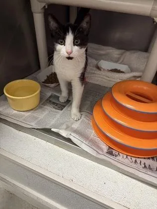 A baby small-sized female Domestic Short Hair cat named Ghirardelli for adoption in Madison, NJ