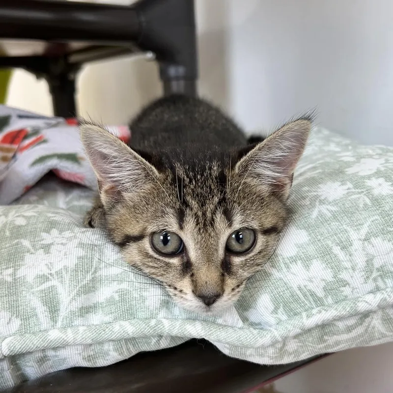 A baby small-sized female Black Domestic Short Hair cat named Morgan for adoption in Delaware, OH