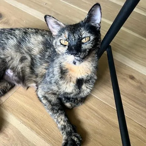 An adult medium-sized female Tortoiseshell Domestic Short Hair cat named Rafa for adoption in Bentonville, AR