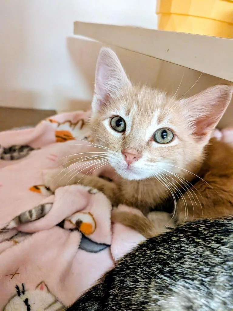 A baby small-sized male Domestic Medium Hair cat named Toblerone for adoption in Richland Hills, TX