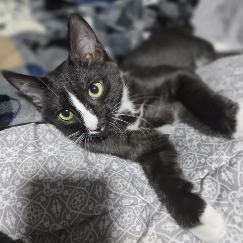 A baby small-sized female Domestic Medium Hair cat named QTip for adoption in Enfield, NH