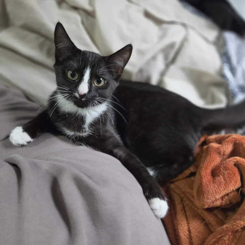 QTip thumbnail 2