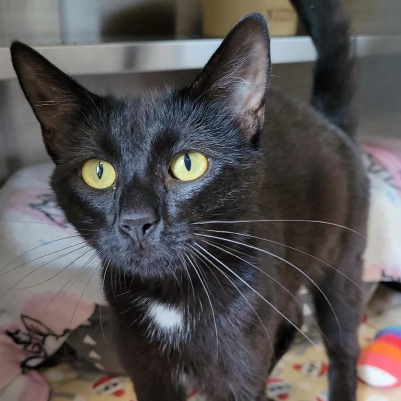 A young medium-sized female Black Domestic Short Hair cat named Juliette for adoption in Nashville, IN