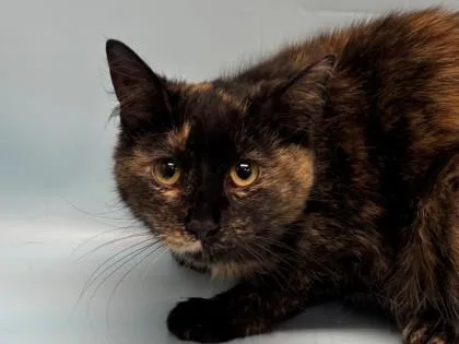 A young small-sized female Domestic Short Hair cat named Anastasia for adoption in Coon Rapids, MN