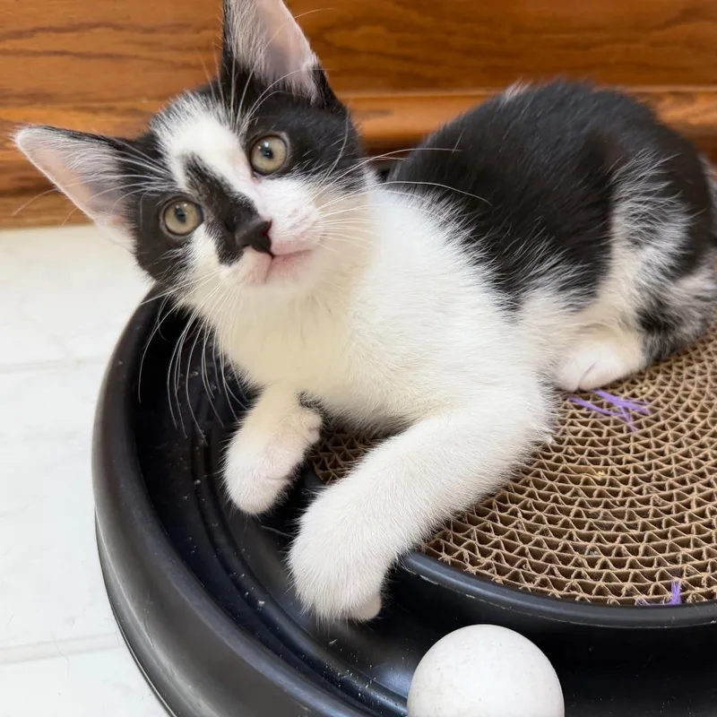A baby medium-sized male Black Domestic Short Hair cat named Everglades for adoption in Medina, OH