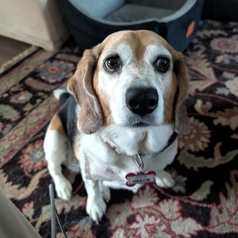 Gracie