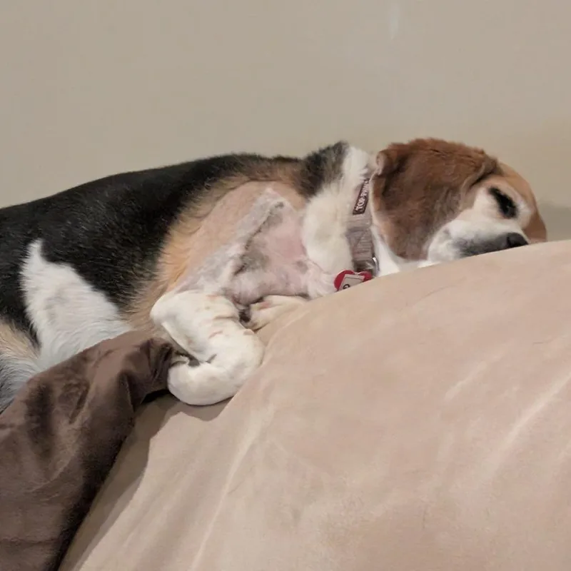Gracie thumbnail 2
