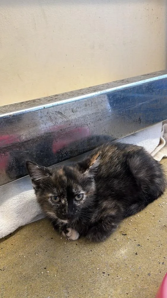 A baby small-sized female Domestic Short Hair cat named Patience for adoption in Powder Springs, GA