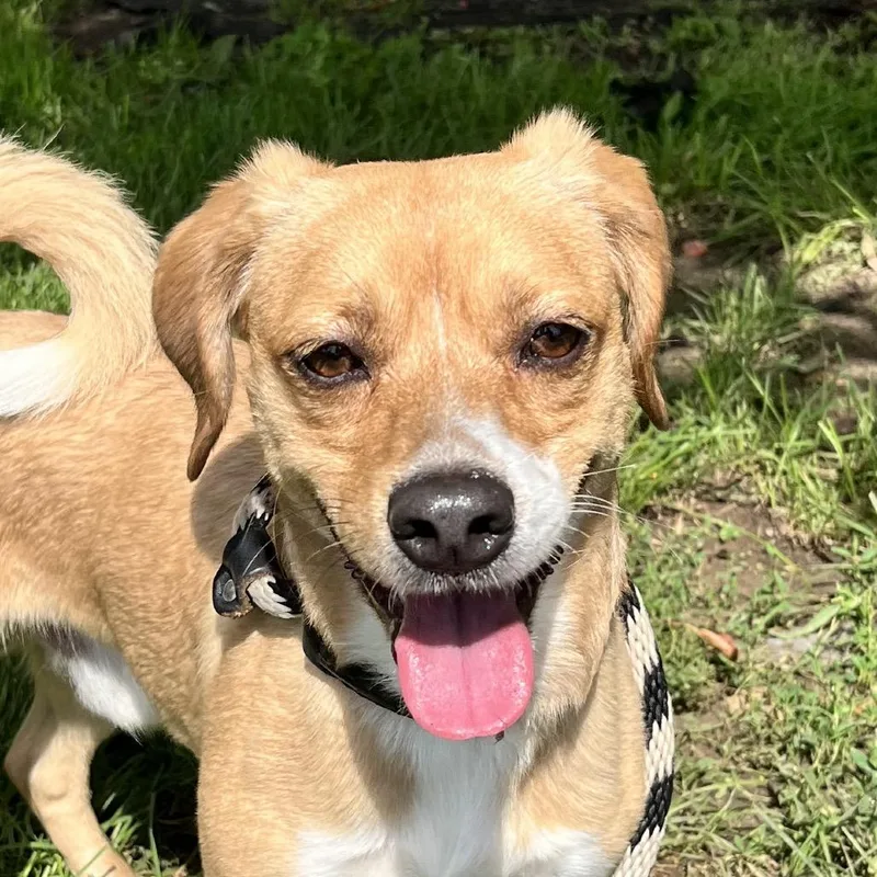 An adult small-sized male Yellow / Tan / Blond / Fawn Beagle dog named Peanut for adoption in East Hanover, NJ