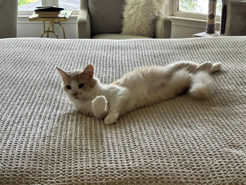 Creamsicle