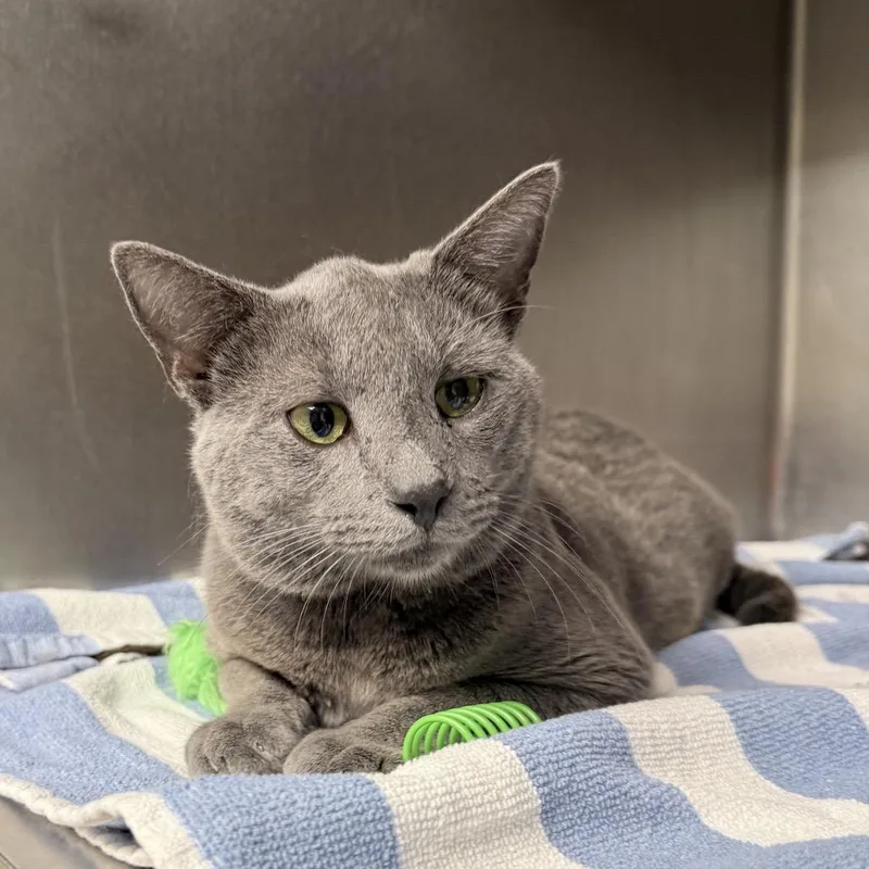 An adult medium-sized male Gray / Blue / Silver Domestic Short Hair cat named Wesley for adoption in Auburn, AL