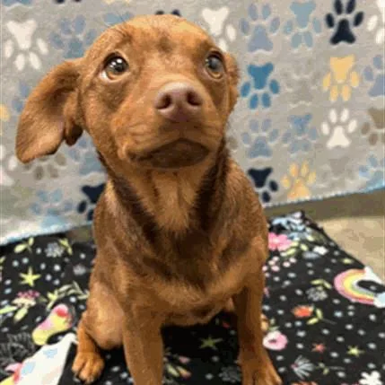 A young small-sized female Brown / Chocolate Chihuahua dog named Chloe for adoption in Houston, TX