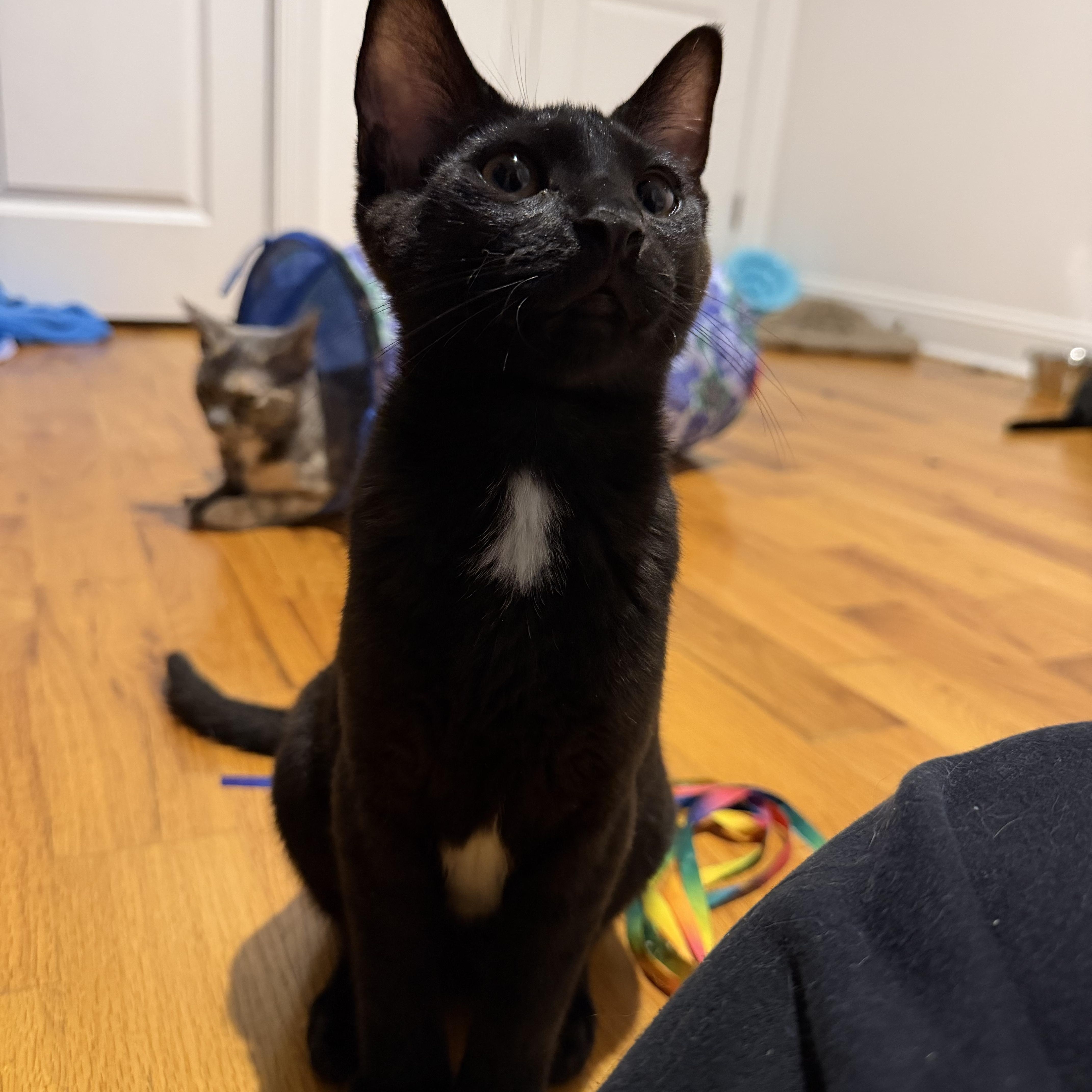 A baby small-sized male Black American Shorthair cat named Snarfblatt for adoption in Highland Park, NJ