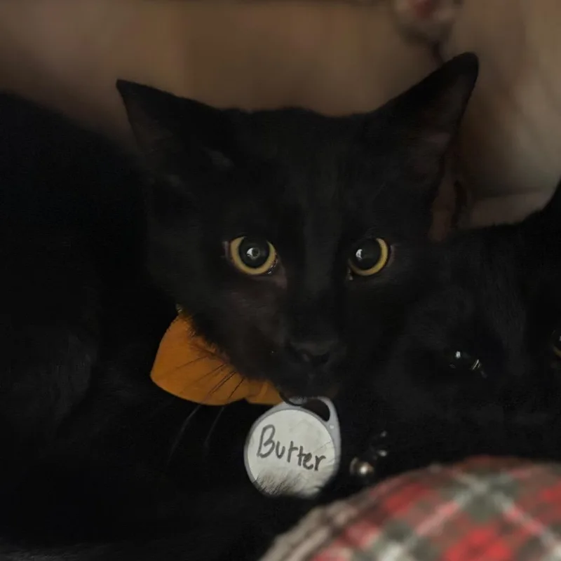 Butter thumbnail 4