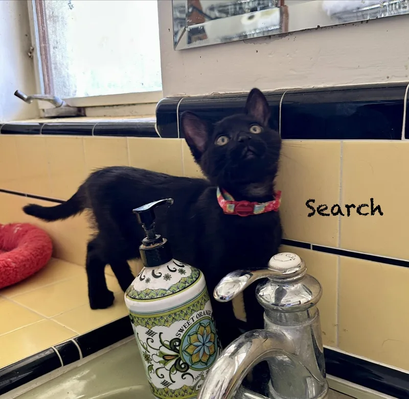 Google And Search thumbnail 3