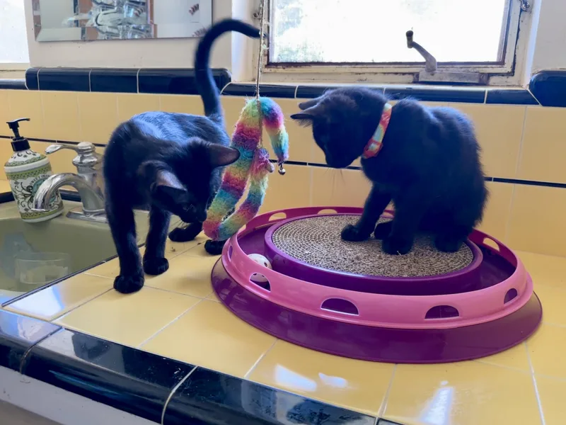 A baby medium-sized female Black Bombay cat named Google And Search for adoption in Mission Viejo, CA