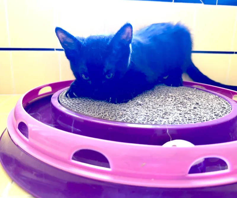 Google And Search thumbnail 4