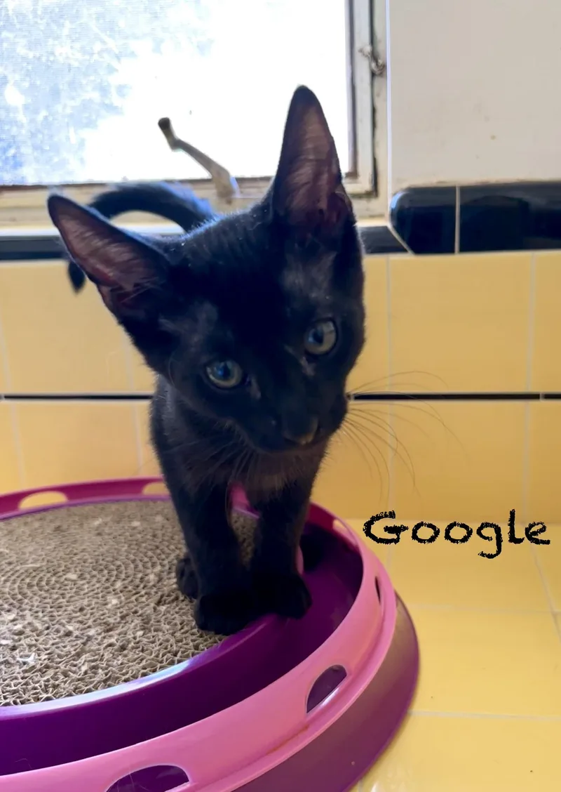 Google And Search thumbnail 5