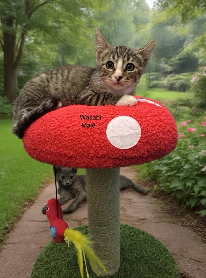 A baby small-sized male Tabby cat named Wasabi for adoption in Palmdale, CA