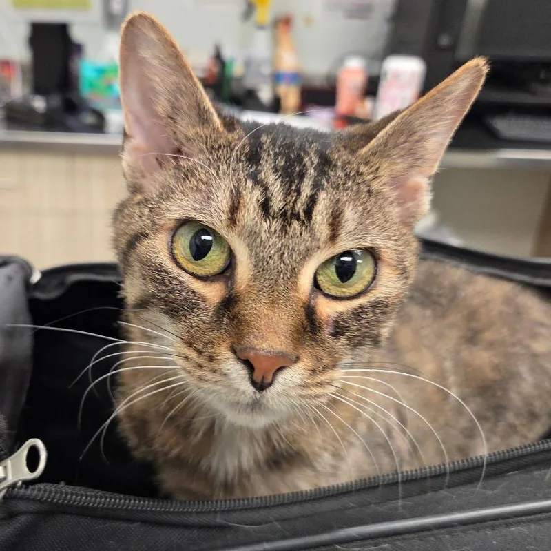 An adult medium-sized female Brown / Chocolate Domestic Short Hair cat named Zelda for adoption in Chattanooga, TN