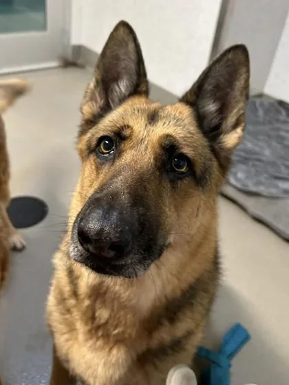 An adult large-sized female German Shepherd Dog dog named Kiara for adoption in Roseville, CA