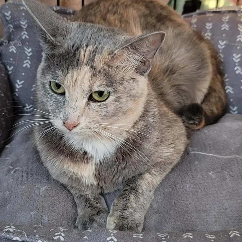 An adult medium-sized female Gray / Blue / Silver Domestic Short Hair cat named Bon Qui Qui for adoption in DeKalb, IL