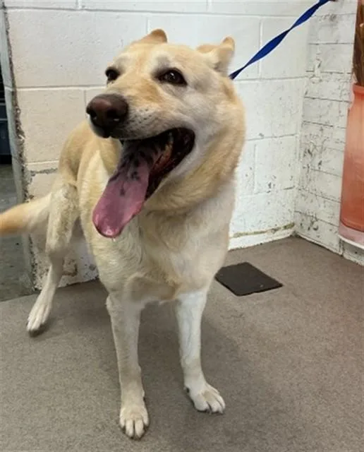 A young large-sized female Labrador Retriever dog named Gigi for adoption in San Bernardino, CA